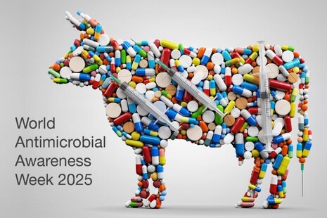 Image of a cow shape that is filled with tablets, capsules and syringe