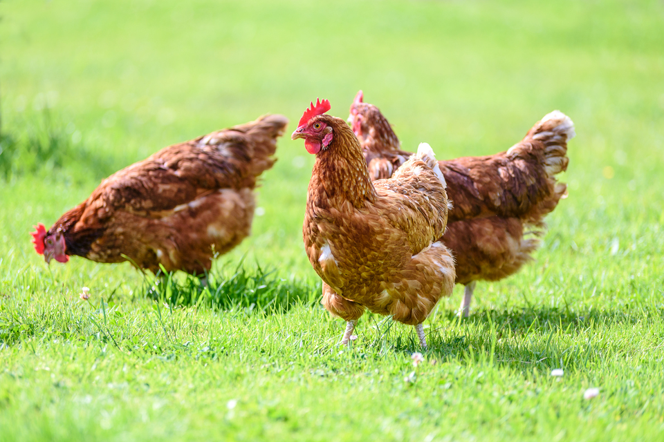 Devon poultry keeper sentenced following APHA investigation
