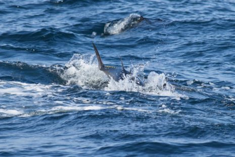 Bluefin Tuna leaping out of the water