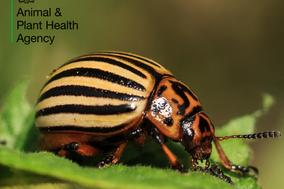 Major potato pest eradicated from UK