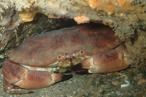 Brown crab (Cancer pagurus)