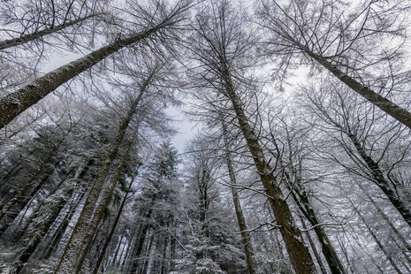 A low-angle view of snow covered trees at Macclesfield Forest.
