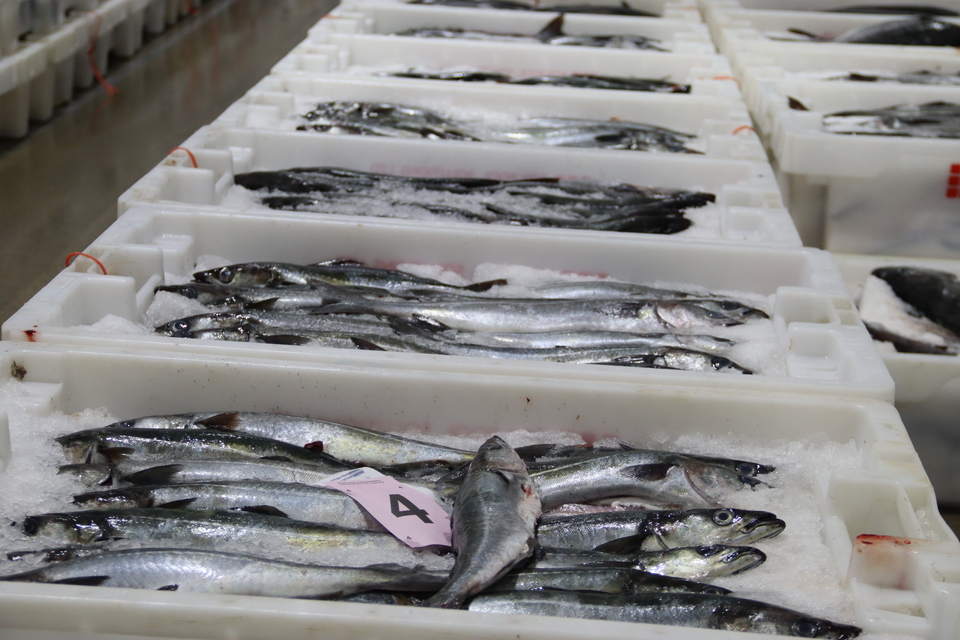 Fish, Trace, Ship – New IUU regulations come into effect with MMO supporting UK seafood industry through the transition