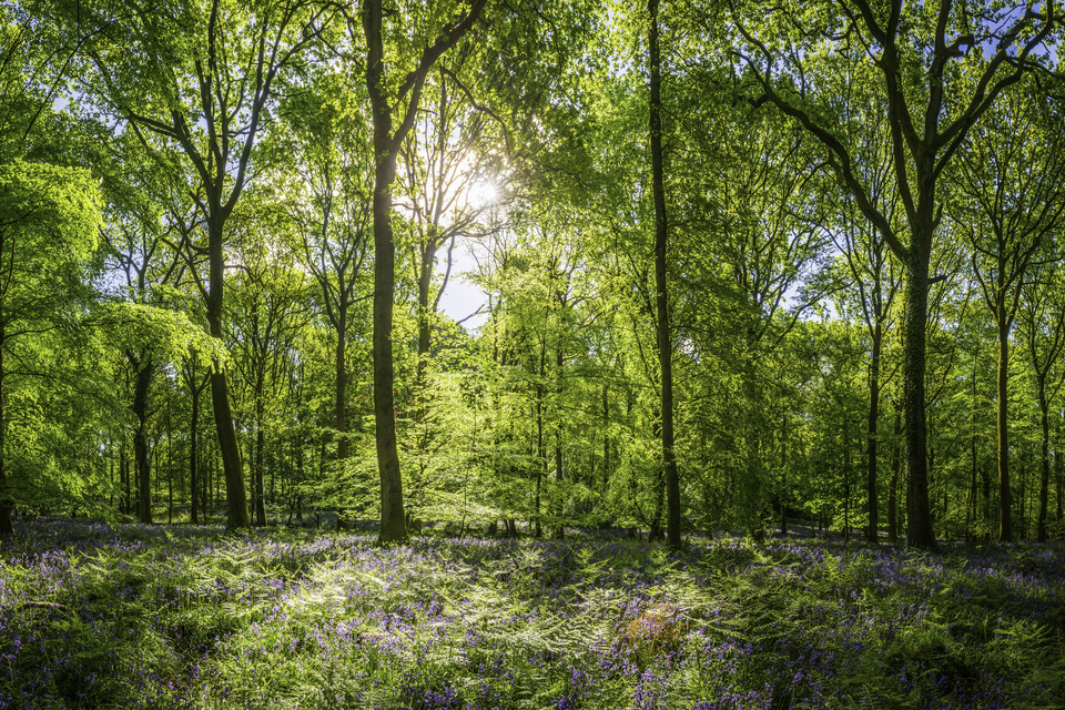 New national forest in the OxCam Corridor moves a step closer