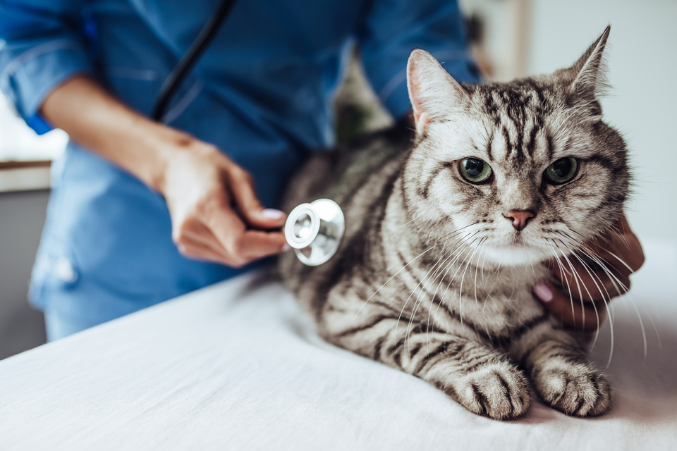 Pet owners to benefit from biggest vet sector reforms in 60 years