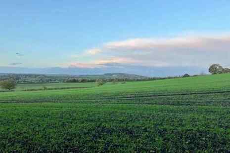 winter crop and blue sky 