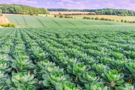 Cabbage field with blue sky
