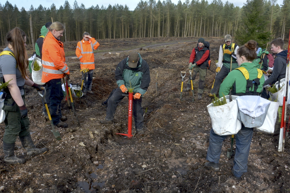 New routes into forestry careers as apprenticeship schemes open