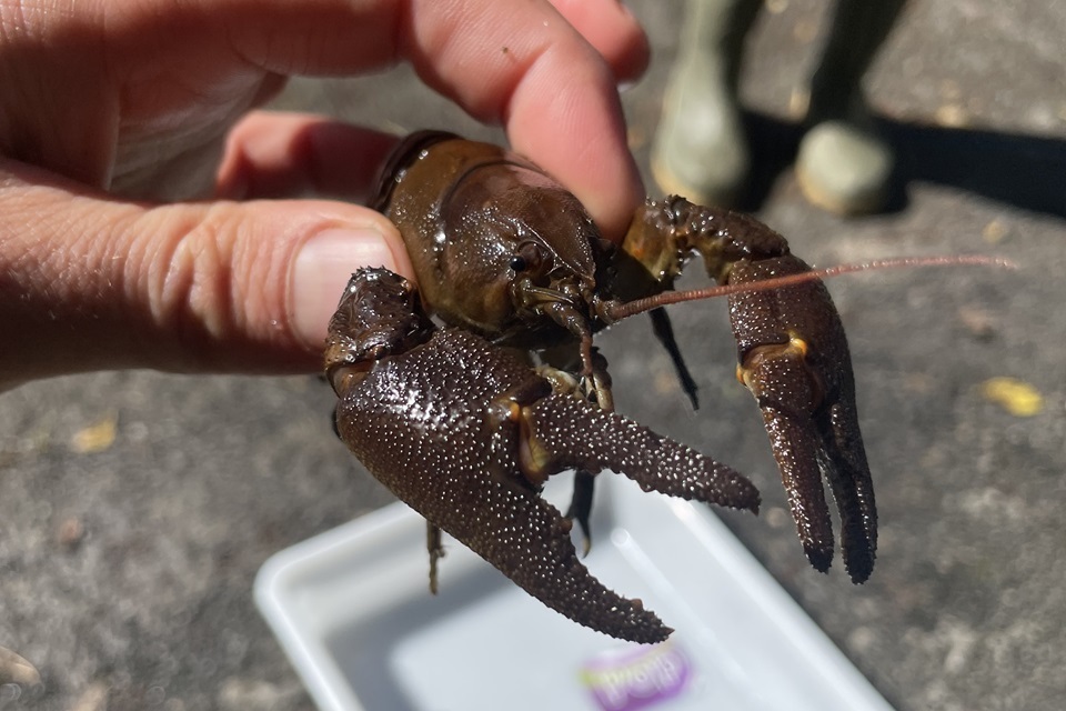 Native crayfish population survives following major incident