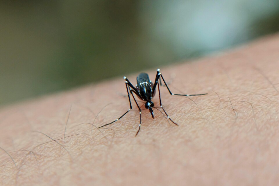 MHRA introduces additional restrictions for use of the Chikungunya vaccine (IXCHIQ)