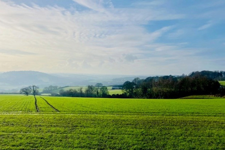 Grass field and blue sky