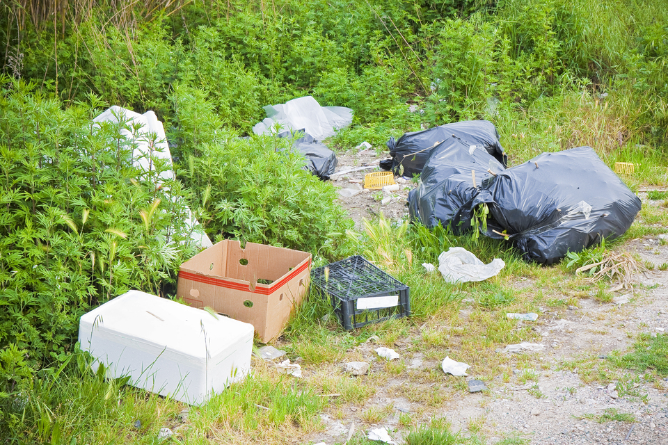 Litter louts face losing their driving licences  