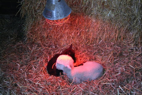 Lambs under a heating lamp