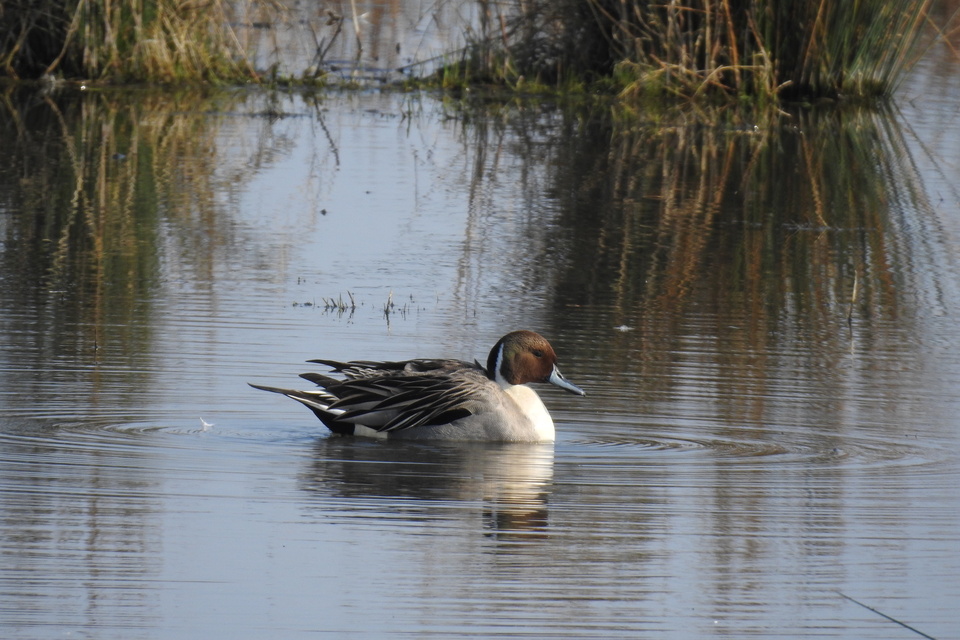 Stronger protections to help protect threatened wild birds