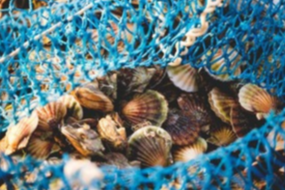 King scallop dredge fishery temporary closure decision