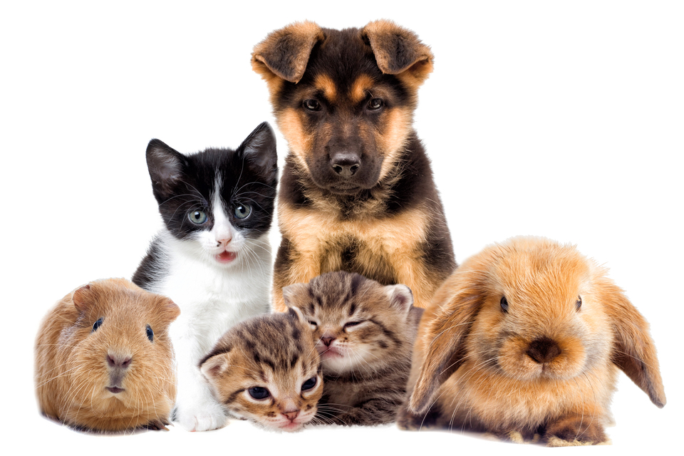 CMA concludes market investigation with major reforms to veterinary sector