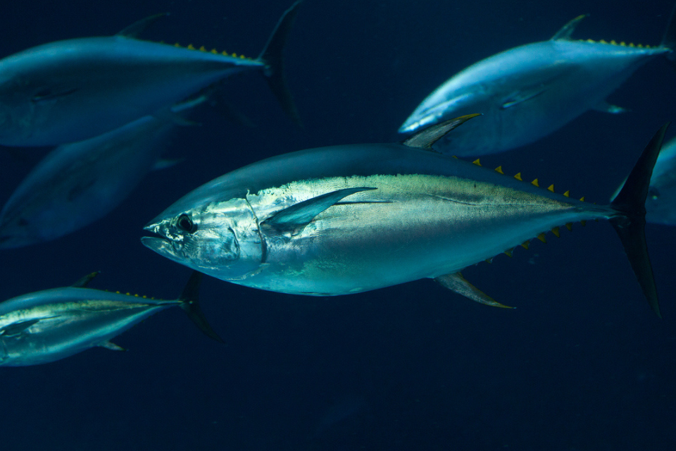 Bluefin tuna fisheries 2026