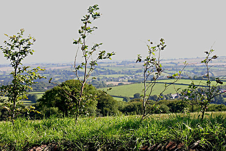 A farming landscape with some shrubs in the foreground, and hills and fields in the background