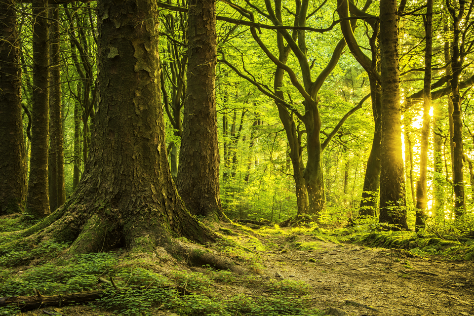 Competition to launch national forest in Ox-Cam Growth Corridor