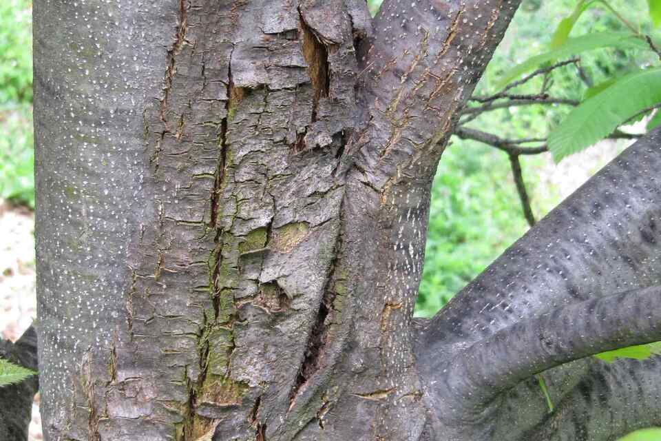 Sweet chestnut blight outbreak prompts swift action