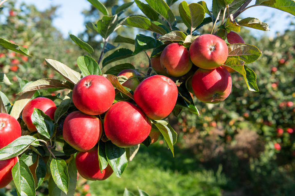 Farming and food leaders unite to drive growth in British agriculture