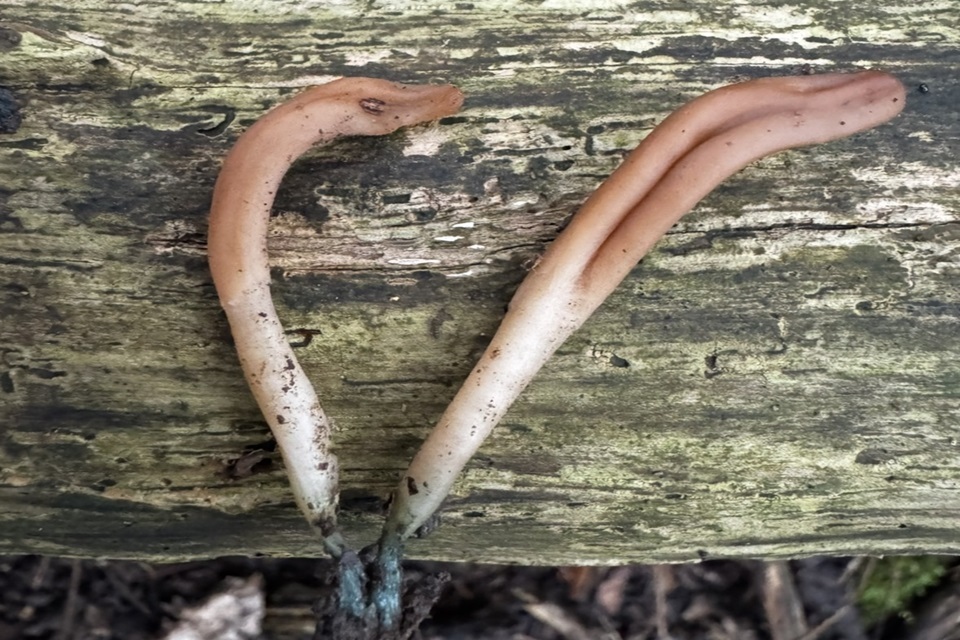 Fungus among us!