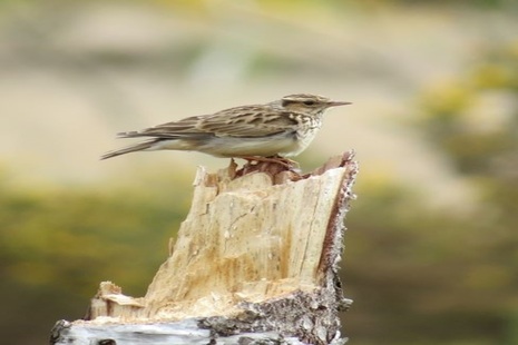 Photograph of a woodlark