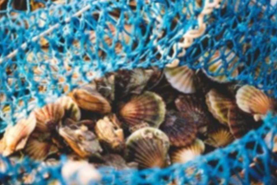 Temporary queen scallops closure