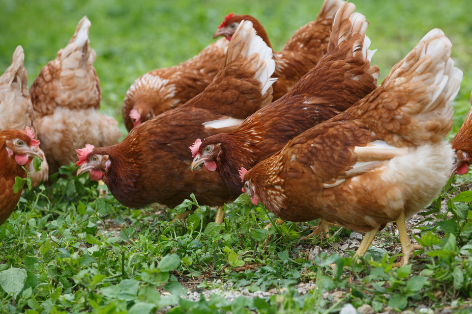 Avian Influenza housing measures lifted