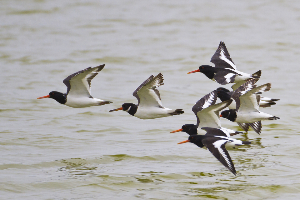 Largest ever Government investment in threatened species recovery