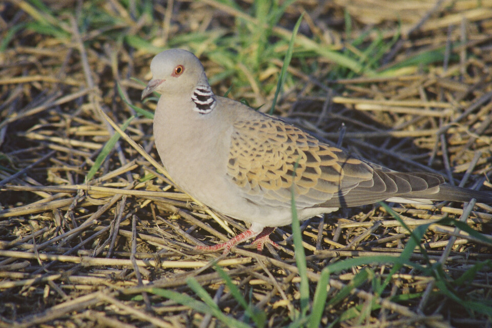 Threatened species set for major funding boost