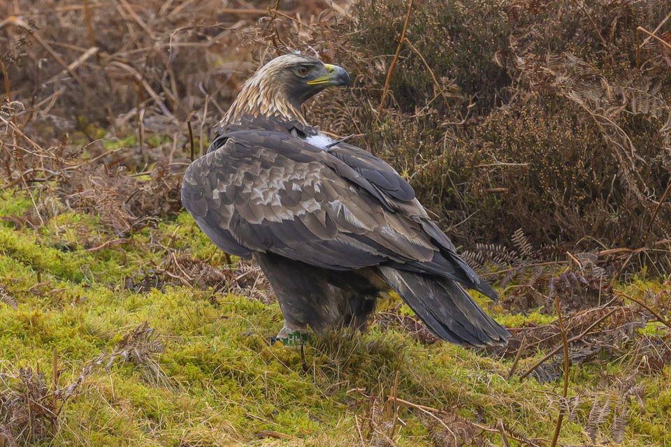 Iconic golden eagles to make comeback in England