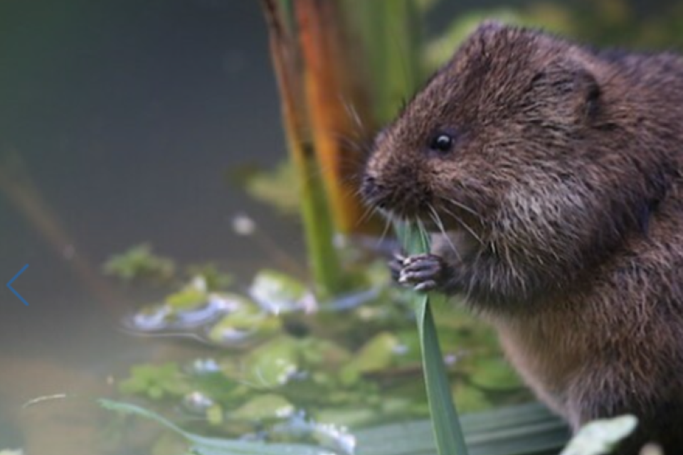 Water voles to benefit from £300,000 Wessex Water enforcement