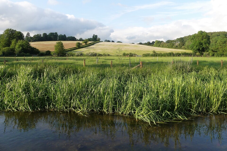 Call for evidence launches on pet flea and tick treatments in UK waterways