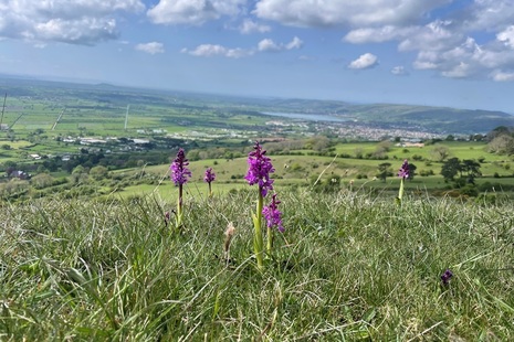 Photograph of green-winged orchids at Mendip NNR