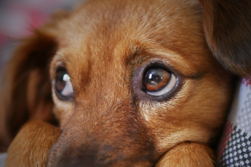 New EU rules for pet travel for GB residents