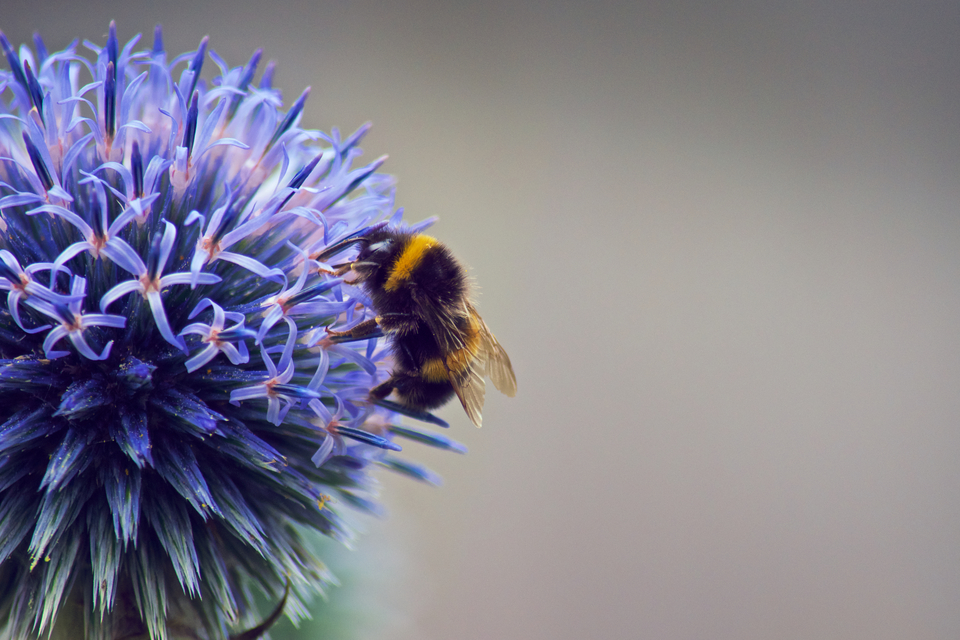 New £3 million Centre to help grow healthy gardens