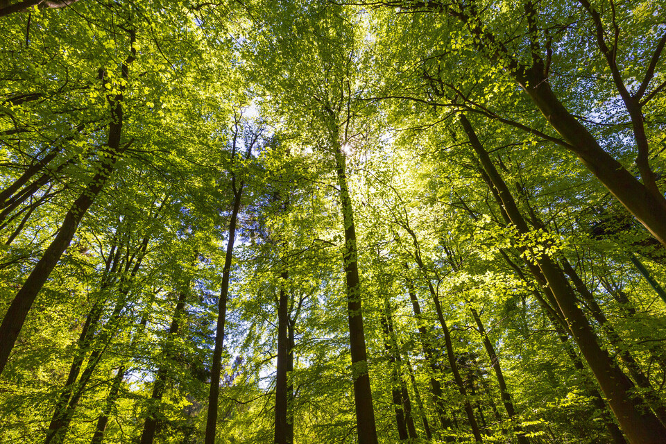 Third new national forest to bring nature closer to communities