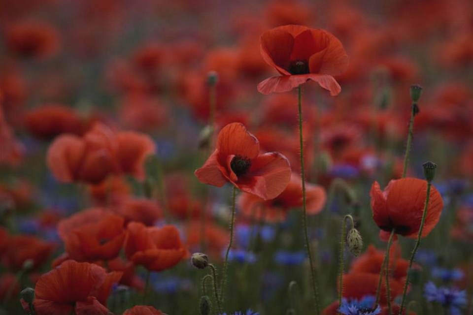 Competition opens to build a national Muslim War Memorial