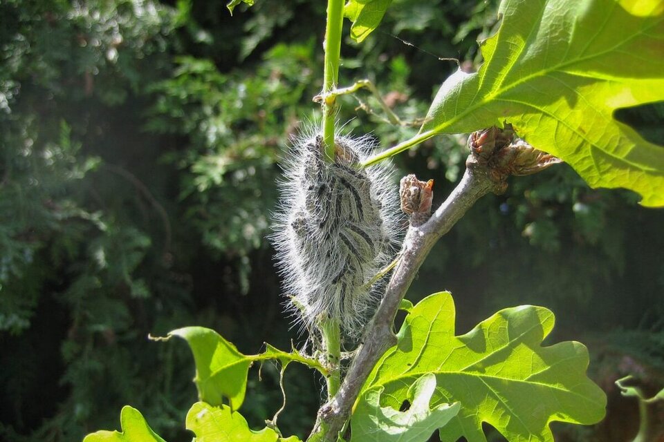 Warning on oak processionary moth issued ahead of peak season