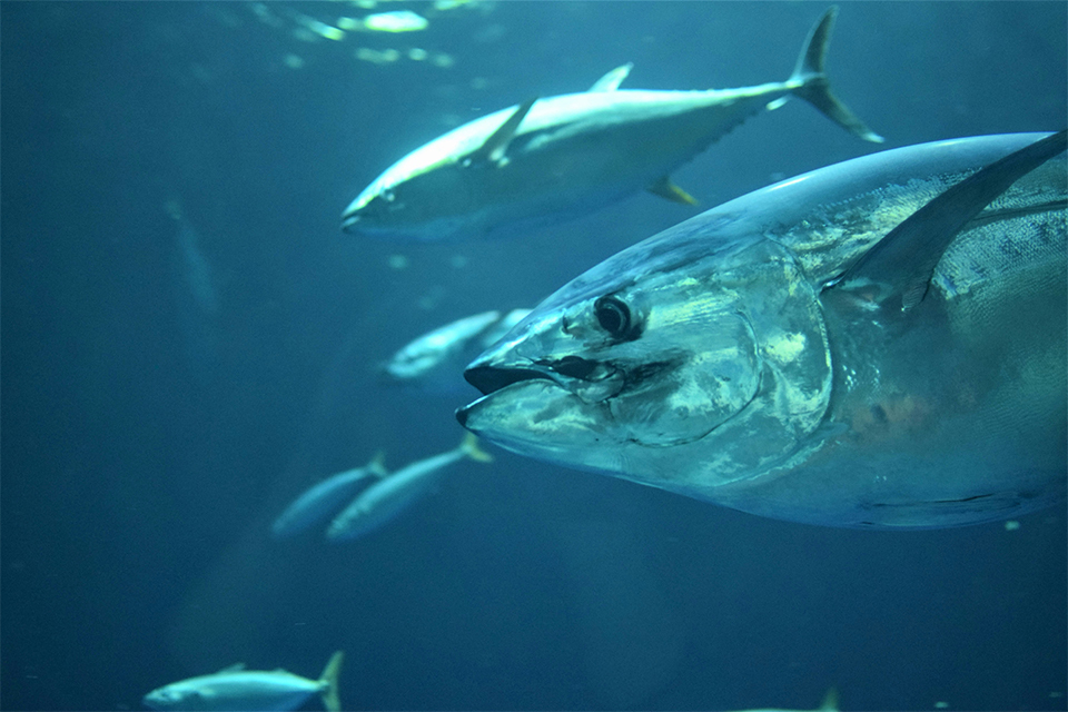 2026 Bluefin tuna commercial fishery