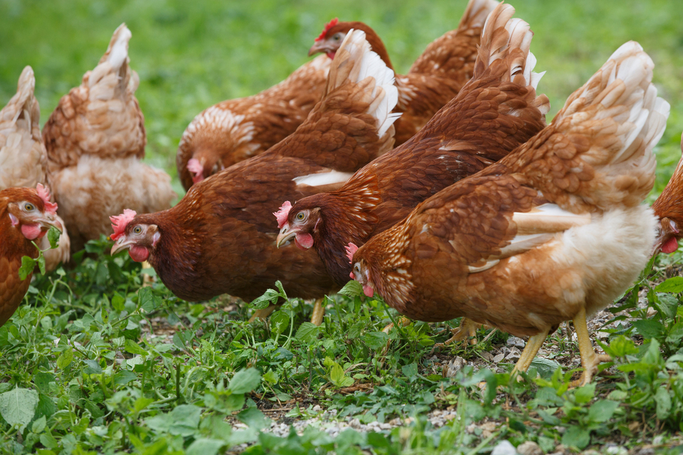 Avian Influenza? Prevention Zone lifts as risk reduces?