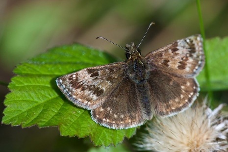 Photograph of the brown dingy skipper butterfly resting on a green leaf.