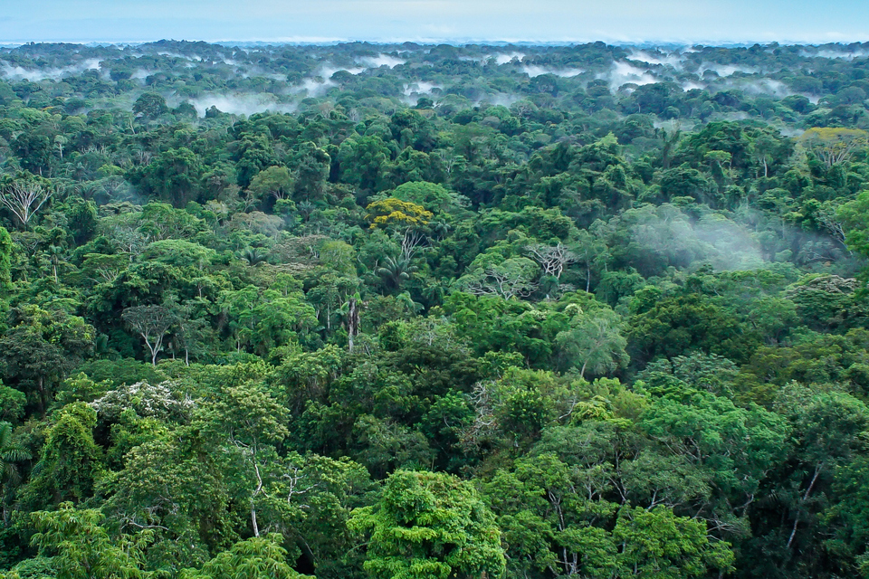 Government steps up action to tackle illegal deforestation