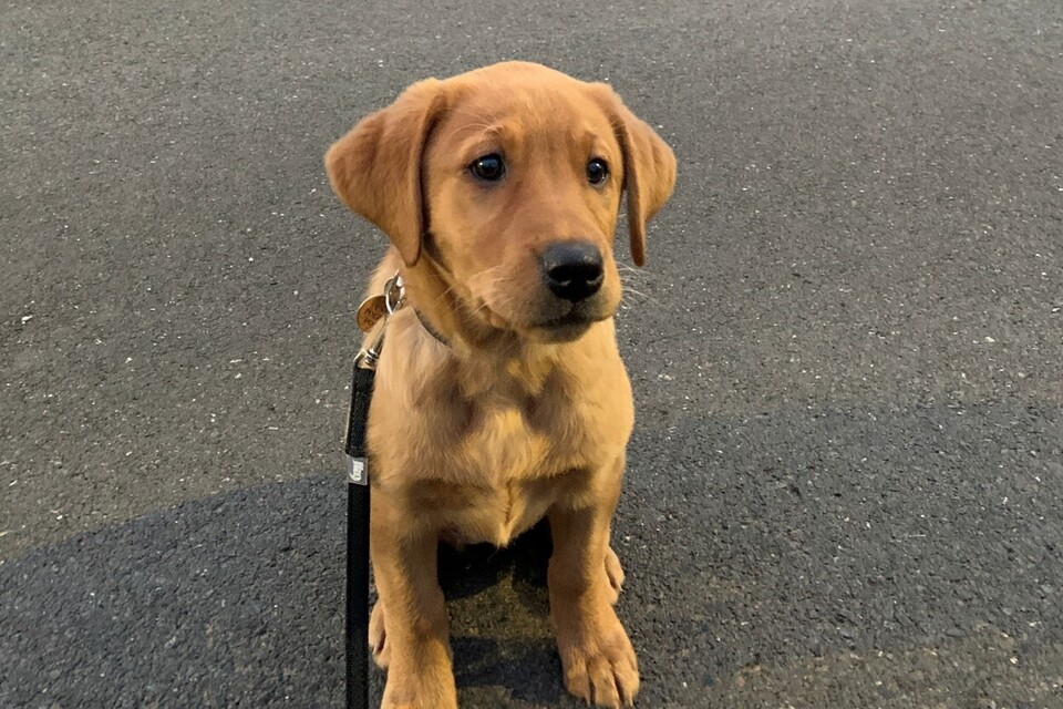 Meet the police dogs protecting the UK's critical infrastructure