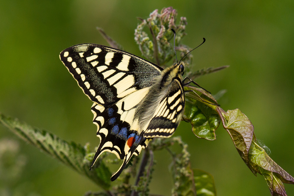 Over 350 threatened species to benefit from record investment