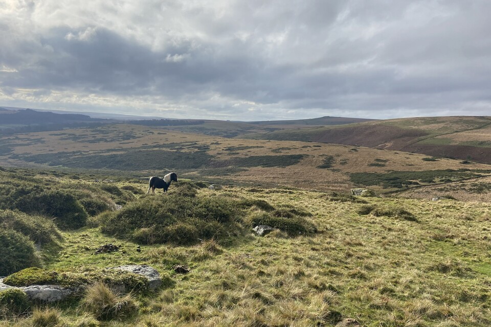 Government secures the future of Dartmoor’s iconic ponies