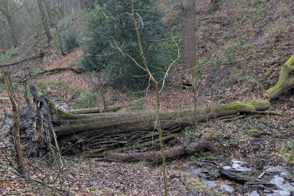 River restoration project to reduce flood risk in Shipley