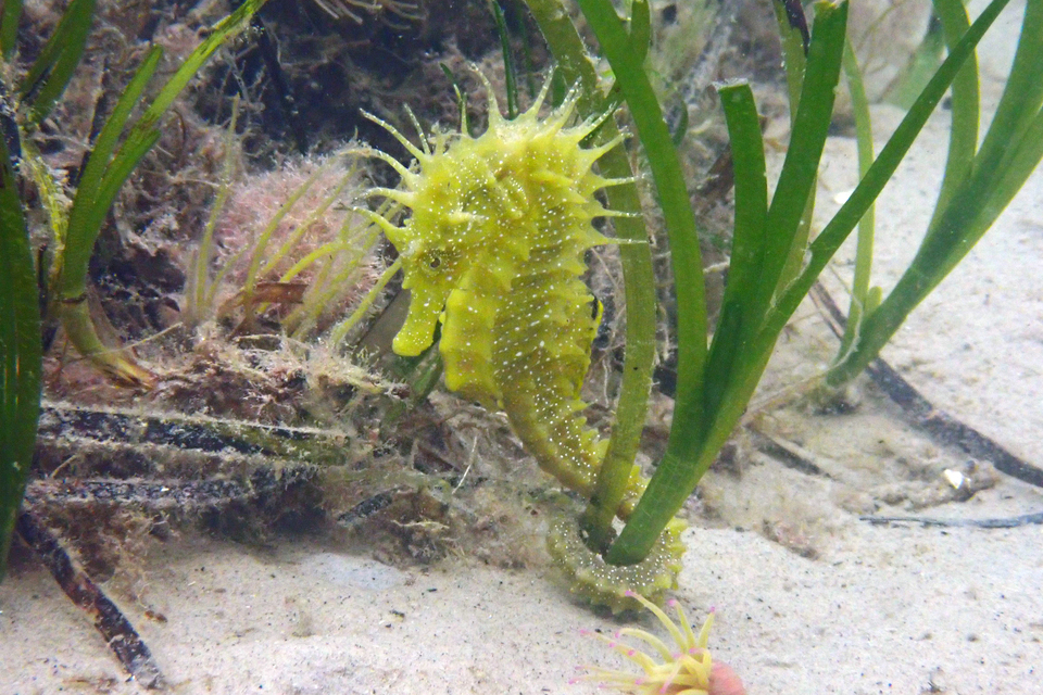 MMO steps up measures to protect vulnerable seahorse species