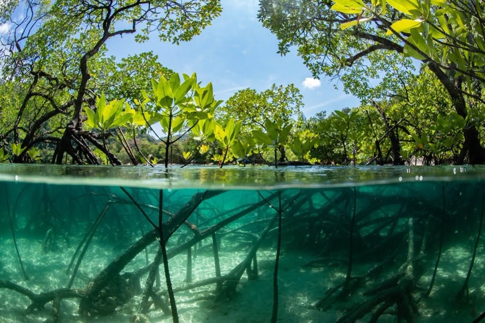 UK partners with Malaysia on mangrove restoration research